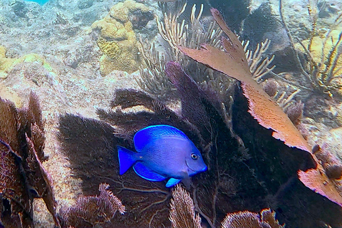 Six Fins Key West: prywatny czarter z nurkowaniem z kapitanem