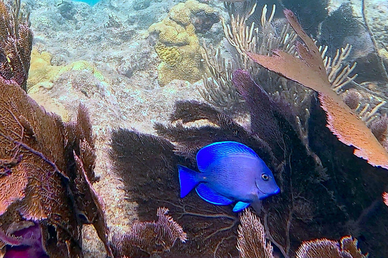 Six Fins Key West: prywatny czarter z nurkowaniem z kapitanem