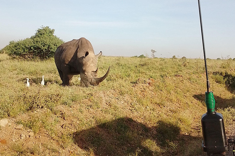 Golden Hour Safari: Afternoon Game Drive in Nairobi park National Park, Elephant Orphanage & Giraffe Private- Van