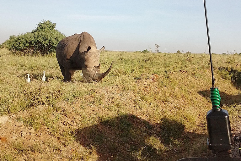 Golden Hour Safari: Afternoon Game Drive in Nairobi park National Park, Elephant Orphanage & Giraffe Private- Van