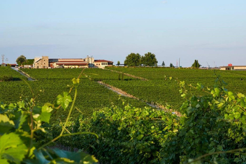Epanomi Wine Escape: Fine Wines, Vineyards & Wine Museum