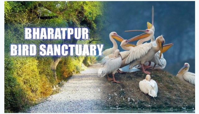 Bharatpur Bird Sanctuary Tour with Pickup and Drop
