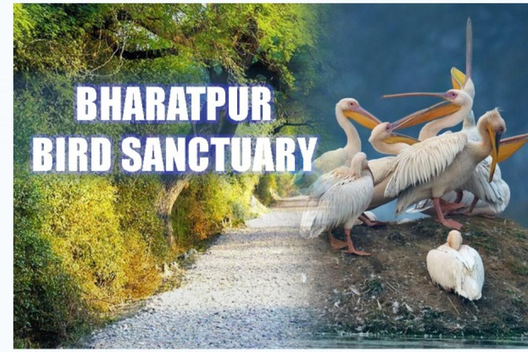 Bharatpur Bird Sanctuary Tour with Pickup and Drop Bharatpur Bird Sanctuary Tour All- Inclusive Tour