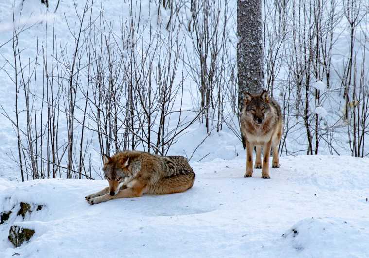 De Rovaniemi : transfert aller-retour au zoo de Ranua en véhicule privé