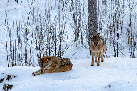 Vanuit Rovaniemi: Bezoek het wildpark in Ranua