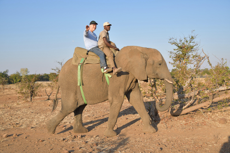 Interact, walk side by side with elephants in Victoria Falls