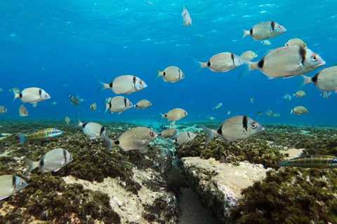 Hammamet: Guided Shore Dive for Beginners with Gear