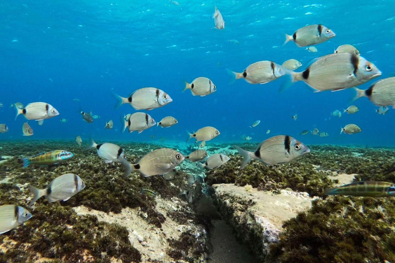 Hammamet: Guided Shore Dive for Beginners with Gear