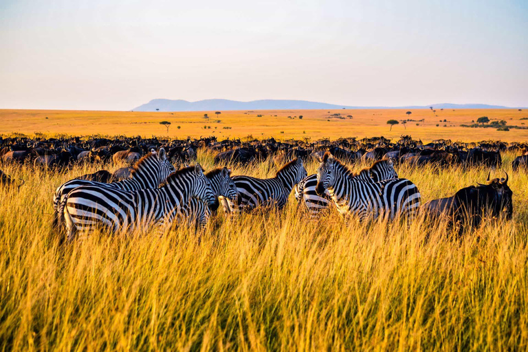 Greatest 5 Days Tanzania Lodge Safari