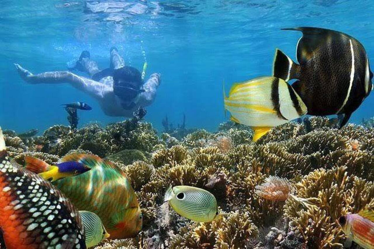 SANSIBAR: Delfin- und Schnorcheltour in Mnemba