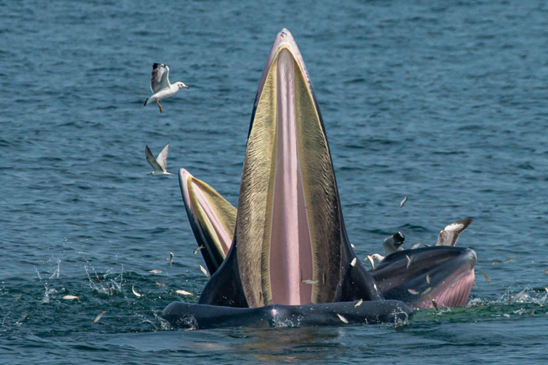 From Pattaya: Upper Gulf of Thailand Whale Watching Day Tour