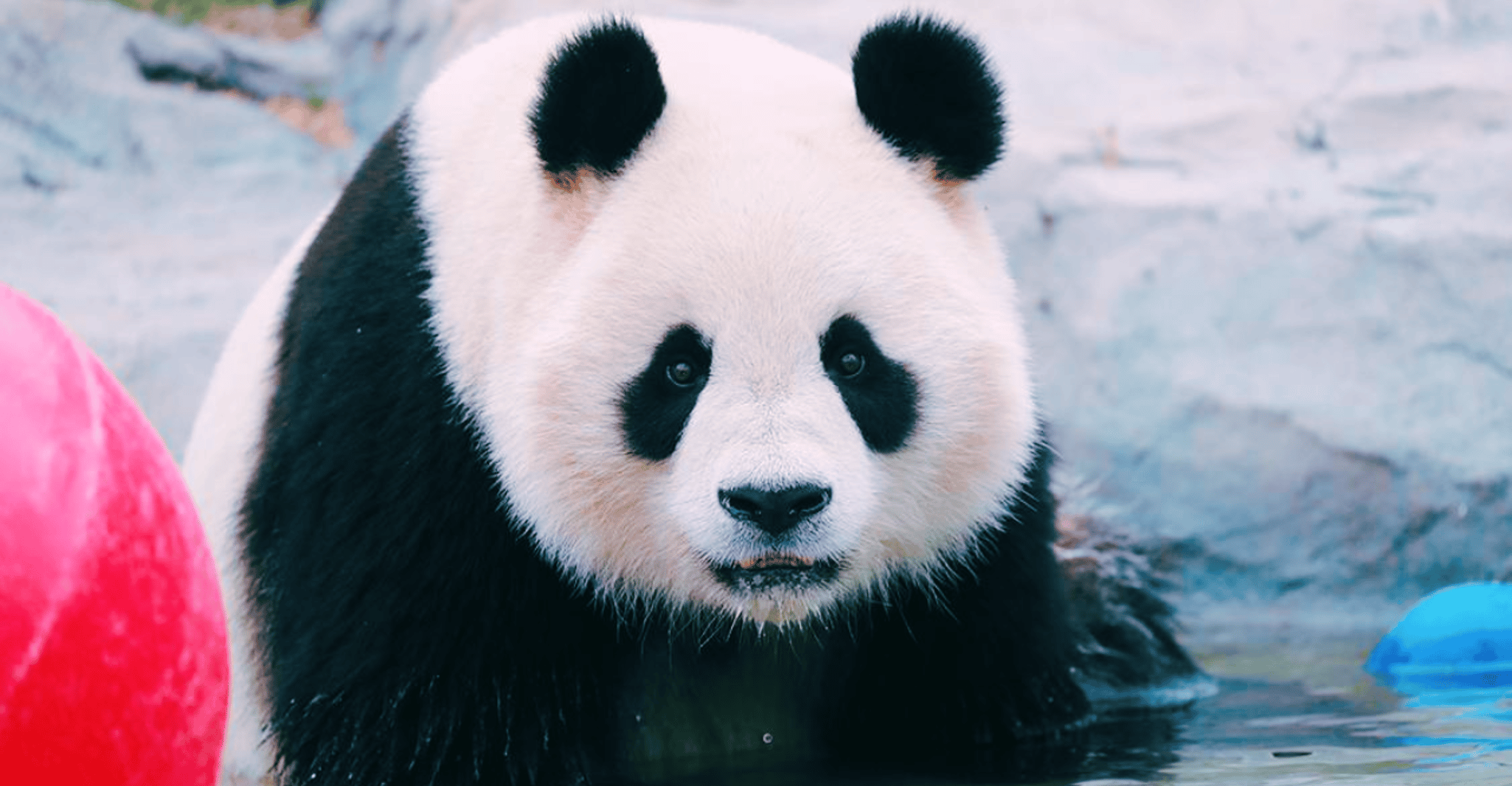 Shanghai: Wild Animal Park Ticket photo 5