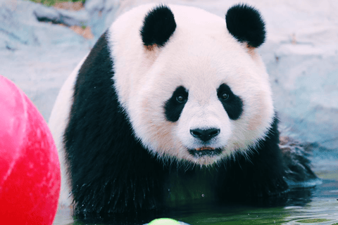 Shanghai: Biglietto per il parco degli animali selvatici