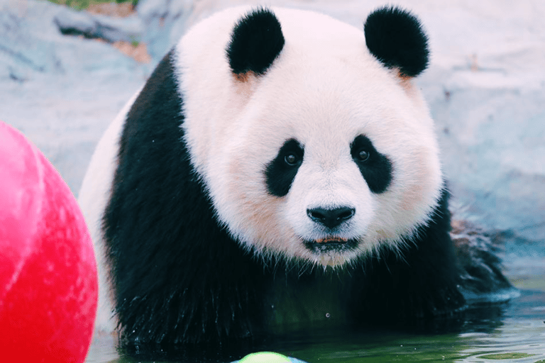 Shanghai : Billet pour le parc des animaux sauvages