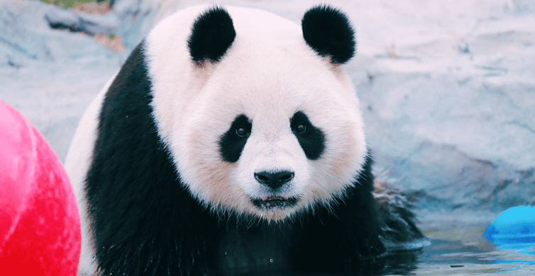 Shanghai: Wild Animal Park Ticket photo 5