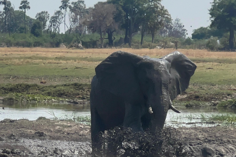 Okavango : Moremi Game Reserve Guided Safari Adventure