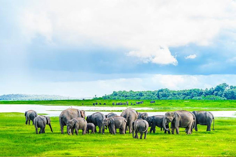 From Trincomalee: Sigiriya Guided Heritage & Wildlife Tour