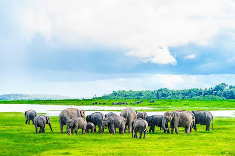 From Trincomalee: Sigiriya Guided Heritage & Wildlife Tour