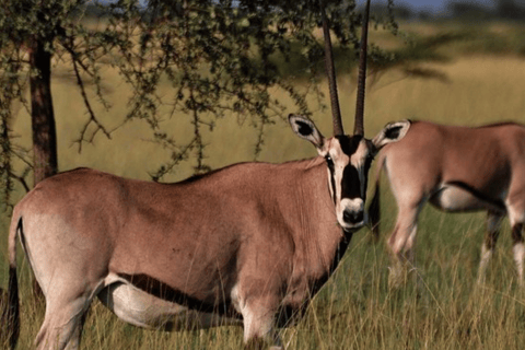 From Addis Ababa: 3-Day Awash Game Drive Safari Tour 3 Days Awash NP Game drive Safrai Tour