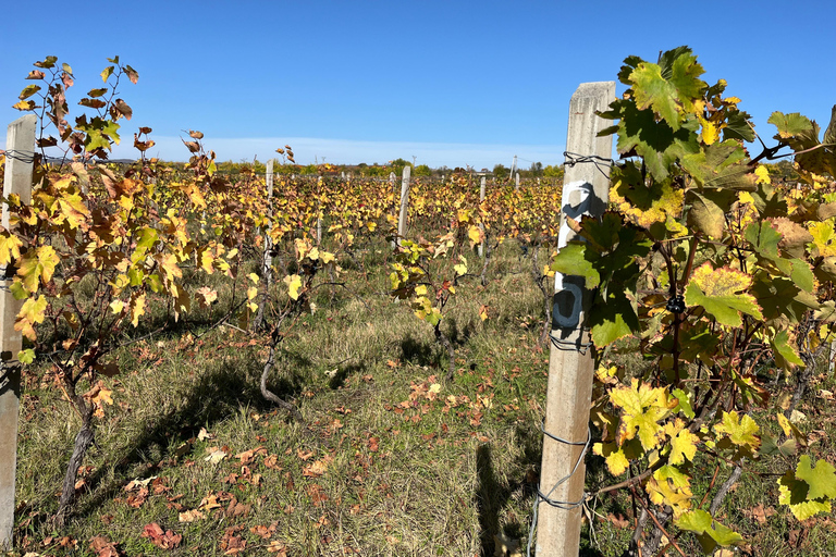 Authentic Kakheti Wine Tour: Tasting & Sighnaghi Wine Tunnel