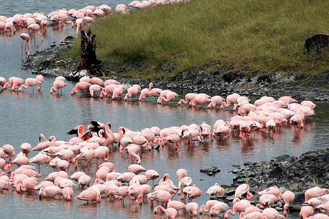 8 Days Comfort Safari+Walking Trip.