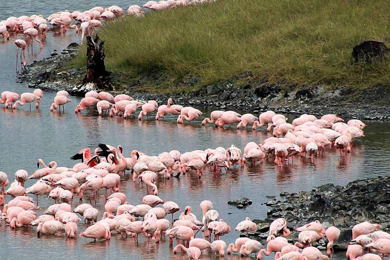 8 Days Comfort Safari+Walking Trip.