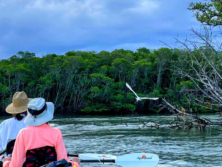 Fort Pierce: 4 timer med mangrove- og delfinsafari på sandbanken i FL
