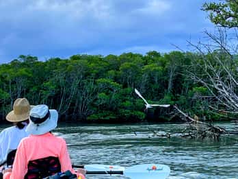 Fort Pierce: 4 horas de observação de manguezais e golfinhos no banco de areia na Flórida