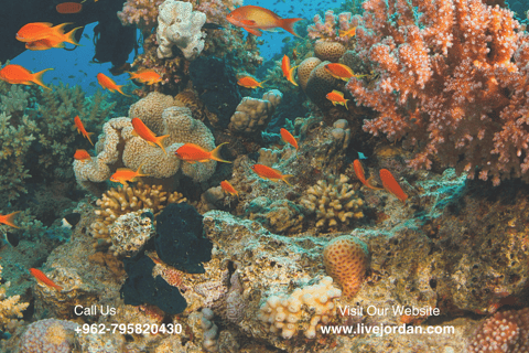 Aqaba : Cours de plongée sous-marine ( PADI )