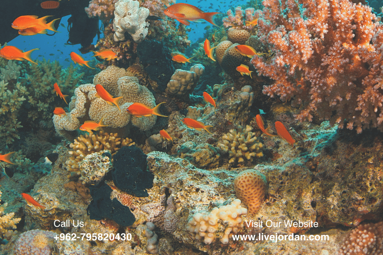 Aqaba : Cours de plongée sous-marine ( PADI )