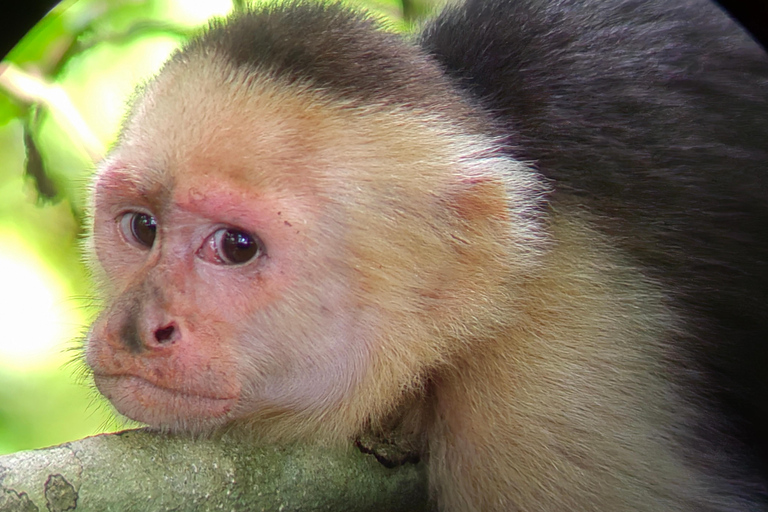 مانويل أنطونيو: جولة بالقارب بين أشجار المانغروف لمشاهدة الحيوانات