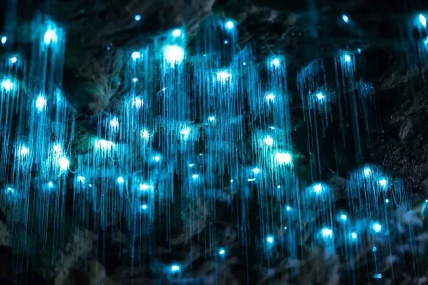 Waitomo: One-Day Spellbound Glowworm Cave Tours - Waitomo: One-Day Spellbound Glowworm Cave Tours