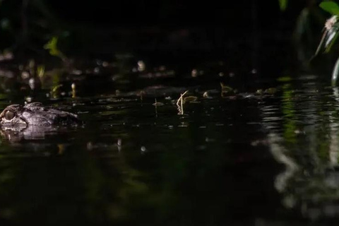 New Orleans: Signature Swamp Eco Tour with Local Guide Signature Swamp Private Eco Tour with Transportation