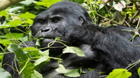 Kampala, Treffen mit Gorillas und Wildlife Experience - Hizvo