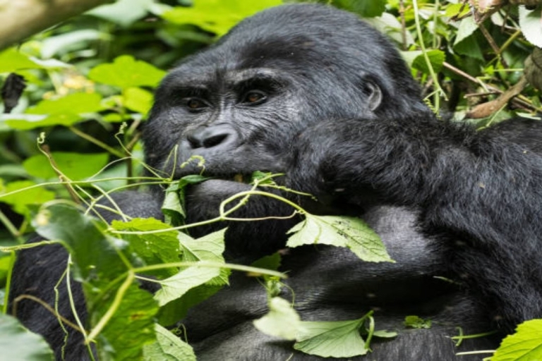 Kampala: Spotkaj się z gorylami i Wild Life Experience