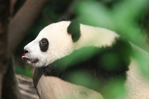 Chengdu panda & Leshan Buddha One Day Private Tour Panda & Buddha One Day Private Tour(Chinese driver only)