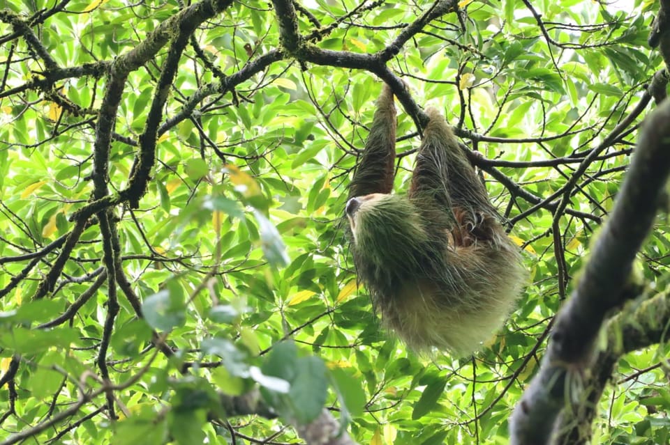 Arenal Volcano: Sloth Tour & Cultural Tour | GetYourGuide
