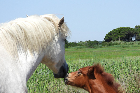 Camargue: Discover Horses and Wild Birds by Electric Golf Cart Petit Rhône Reserve – Immersive tour in a 2-seater electric vehicle