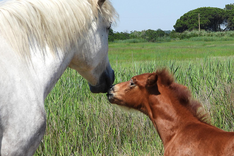Camargue: Discover Horses and Wild Birds by Electric Golf Cart Petit Rhône Reserve – Immersive tour in a 2-seater electric vehicle