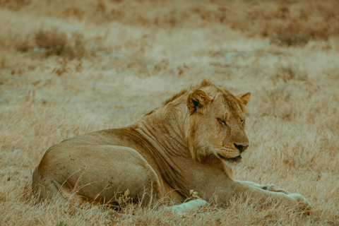 Zanzibar: 4-Day Mid-Range Safari Special for Honeymooners