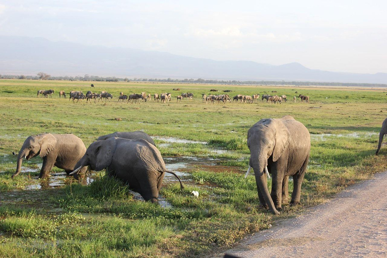Nairobi: 3-Day Amboseli National Park Safari