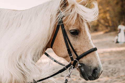 St. Lucia: Horseback Riding on the Beach with Swim