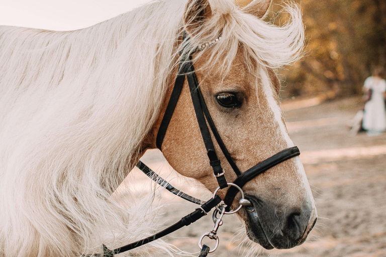 St. Lucia: Horseback Riding on the Beach with Swim