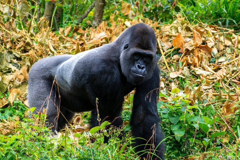 Safari de 4 días de senderismo con gorilas en Uganda, en el P.N. de la Selva de Bwindi