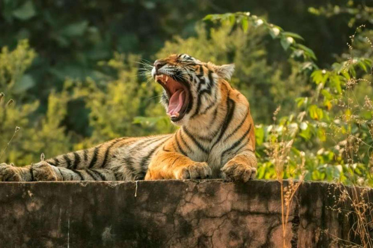 德里：萨里斯卡国家公园（Sariska National Park）一日游（含老虎野生动物园萨里斯卡国家公园当日游含老虎巡游