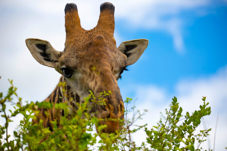 Nairobi: National Park Guided Game Drive Nairobi National Park Private Game Drive