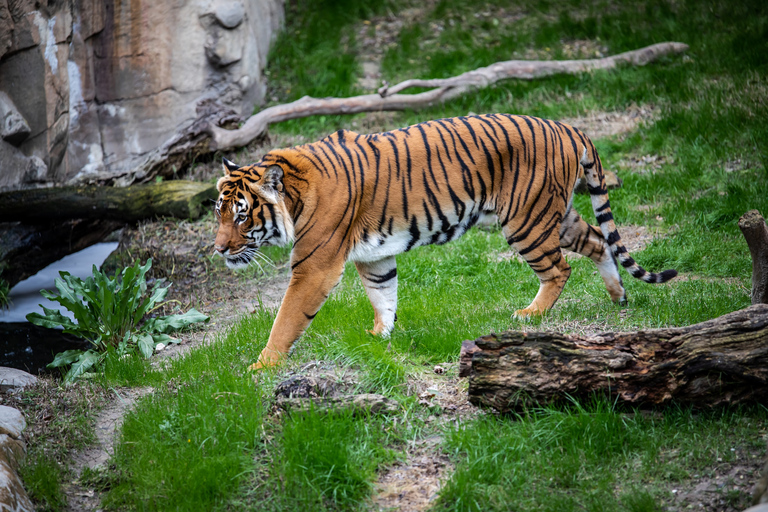 Au départ de Delhi : Circuit privé du Triangle d'Or avec Safari des Tigres