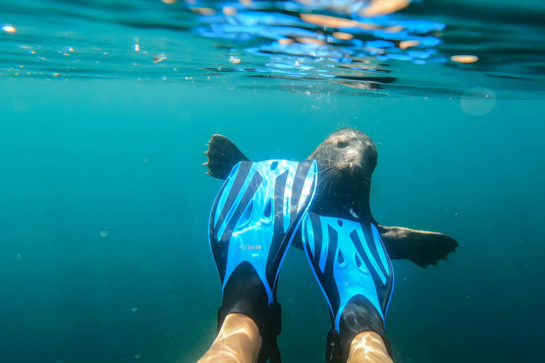 Snorkel Focas Remando Vida Salvaje Tour en barco en Vancouver