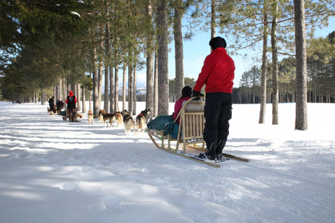 Mont-Tremblant: Guided Dogsledding Tour with Hot Chocolate Transport from Tremblant Resort