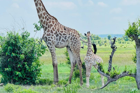 Chobe Safari from Victoria Falls: Game Drive & Cruise